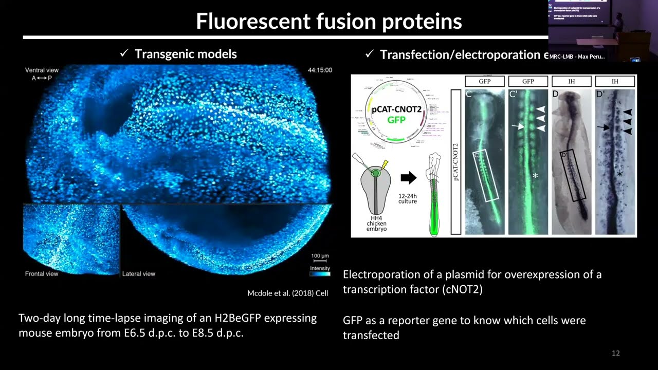 [TALK 6] Fluorescent labelling & High-Resolution Microscopy - Tomás Pais de Azevedo & Sarah Lecinski