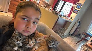 Yeni Doğmuş Kedilere Mama Veriyorum Şfet