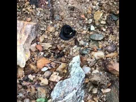 camera iphone 8 plus apk RINGNECK snake (diadophis punctatus)!!!