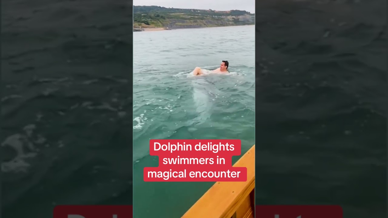 Dolphin delights swimmers in magical encounter