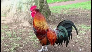 Famous Rooster Crowing Compilation + Rooster Crowing Sounds Effect 2026 | Funny Chicken Song | Kreative TV Profile