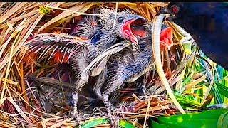 This is their favorite food, they can't wait to eat it.