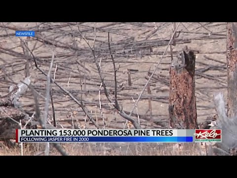 Video: Ponderosa Pine Trees - Informacije o uzgoju Ponderosa borova