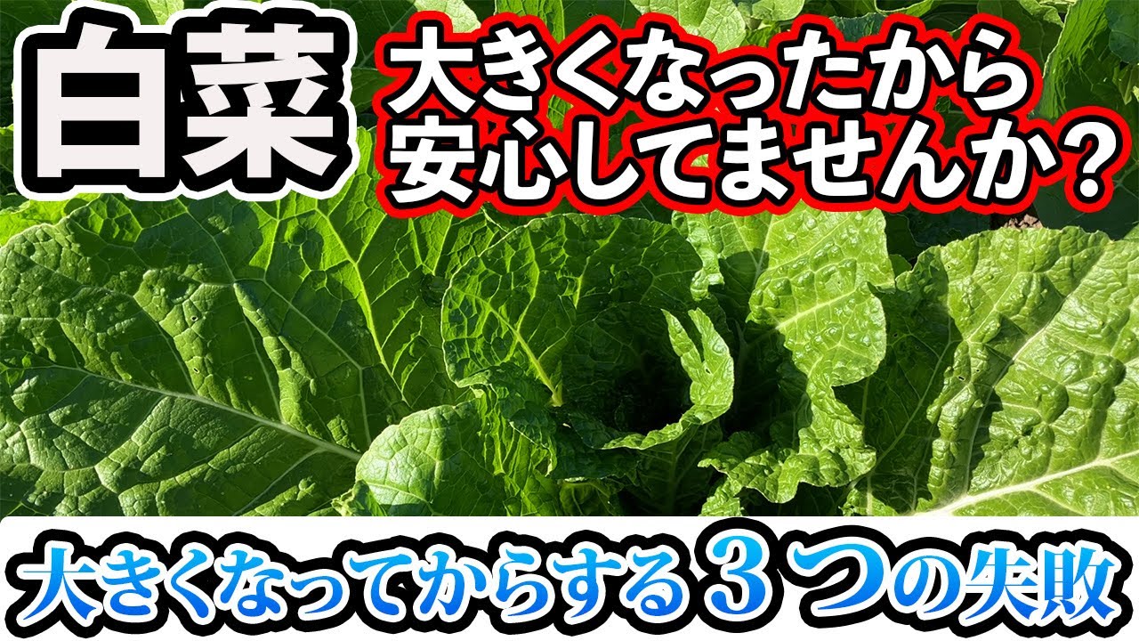 Chinese cabbage] The more healthy your growth is, the more