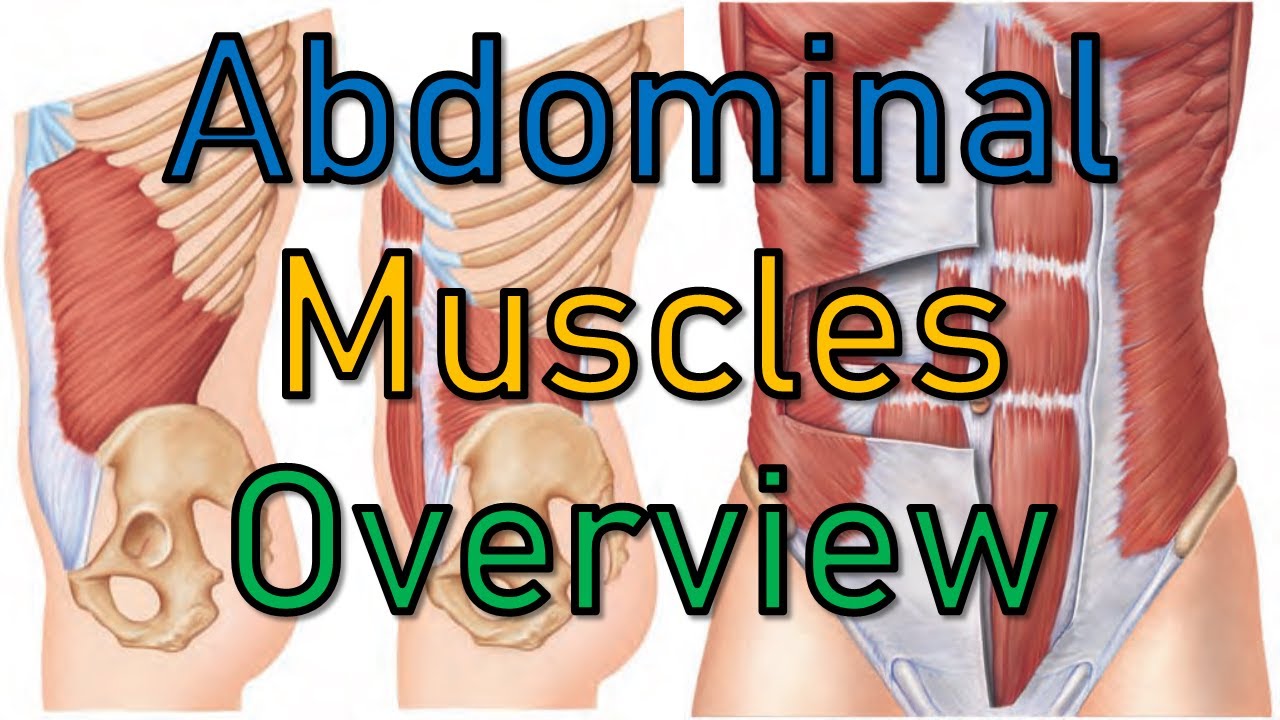 8. Muscles of Anterolateral Abdominal Wall [Part (4/13)] || تشريح البطن - كلية الطب || [A5]
