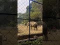 Kolkata Alipore Zoo Part 1...Winter Season begins.        #december2023 #winterspecial #aliporezoo