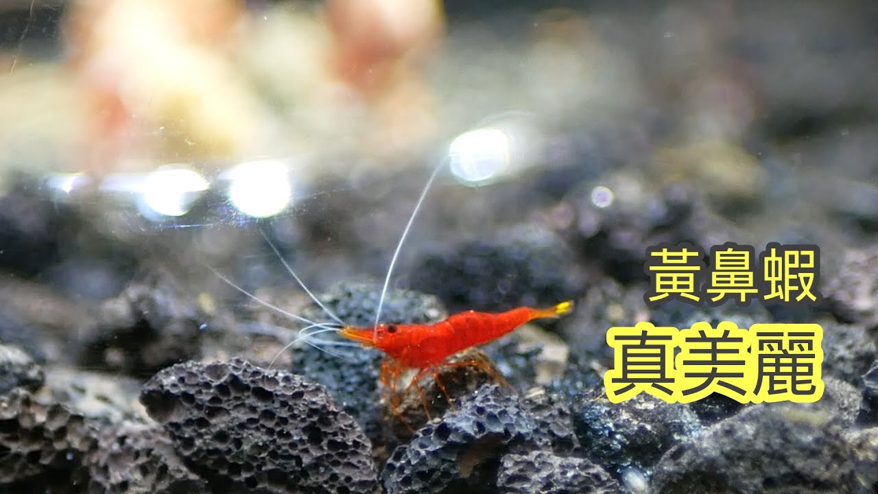 黃鼻蝦真美麗 蘇拉維西蝦 Yellow Nose shrimp. Cardinal Pulchella. Sulawesi Shrimp EP