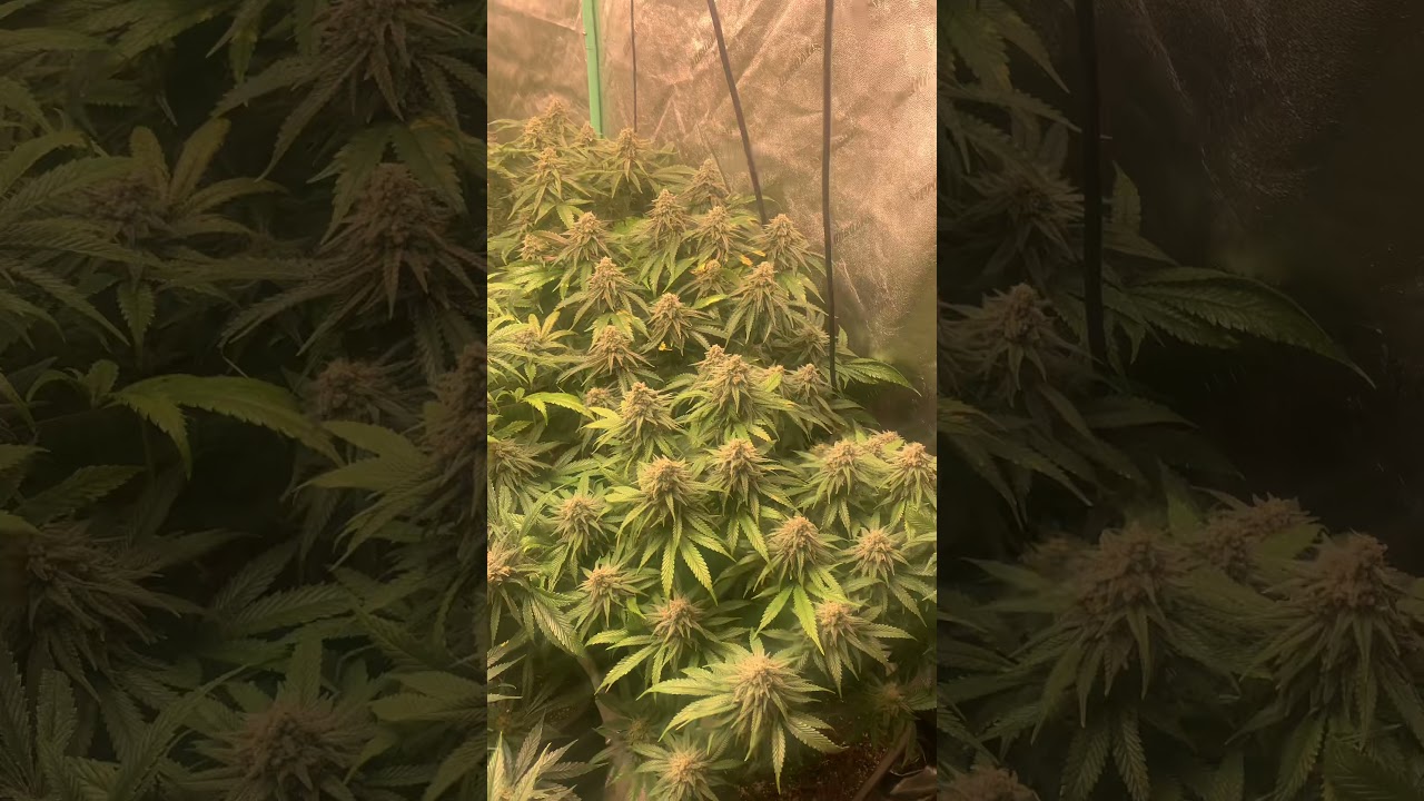 How I grow organic weed. Day 45 of flower. 18 days left till havest
