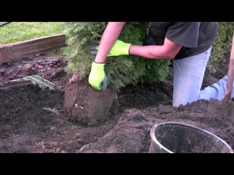 How to plant a Ceder Hedge