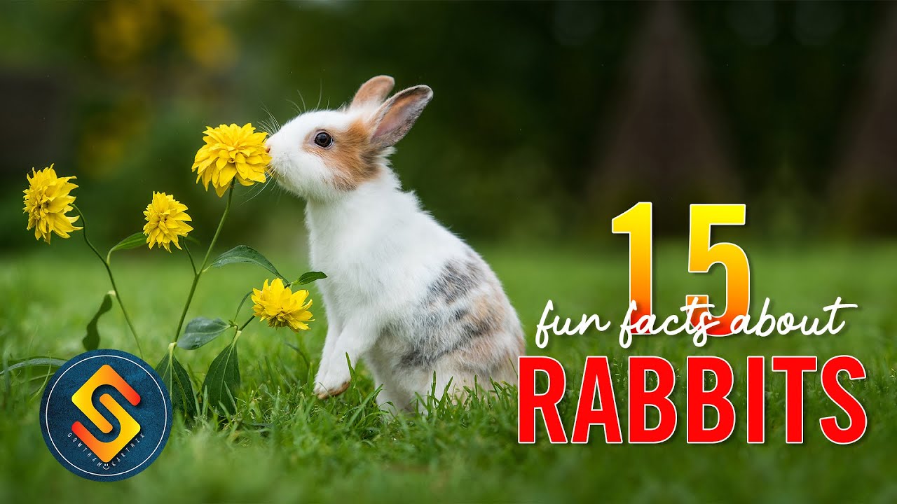 top-15-amazing-facts-about-rabbits-rabbits-learn-about-rabbits-for