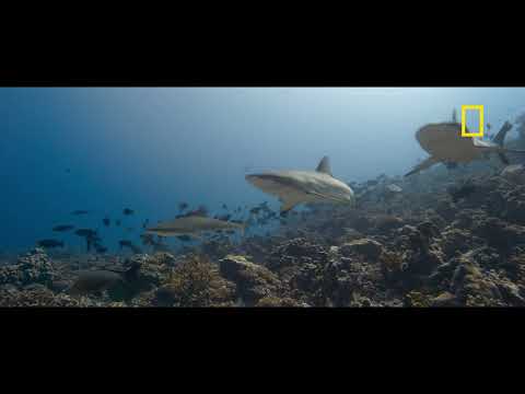 Would There Be More Fish If There Were Fewer Sharks? David Attenborough’s “OCEAN”