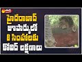 Hyderabad: Eight lions exhibit COVID symptoms in Nehru Zoological Park