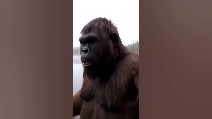 #gorilla #bigfoot #monkey #monke #ai #veo3 #vlog #funny