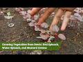Growing Vegetables from Seeds | Red Spinach, Water Spinach, and Mustard Greens
