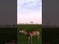 Oh Deer!