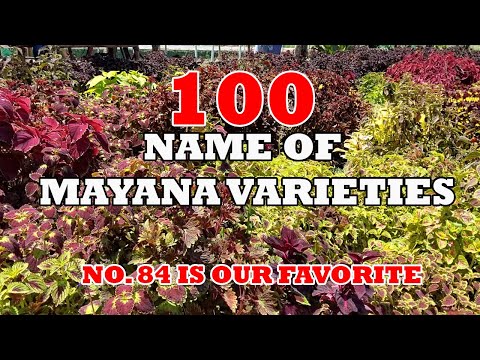 100 KINDS/VARIETIES OF MAYANA/ COLEUS PLANT WITH NAMES | MAYANA GIVEAWAY RESULT