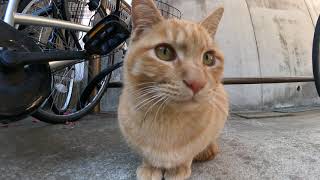 自転車置場の茶トラ猫二人組