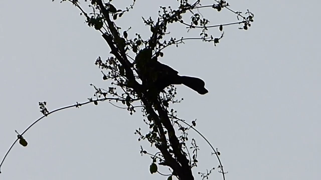 Cloudy day & Birds (Piano Music)