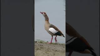Egyptian goose male call / Nilgans Mänchen ruf Strandbad Blies - Ludwigshafen am Rhein