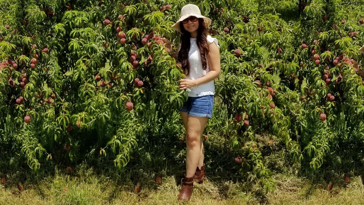 Picking Peach at UPick Farm YouTube
