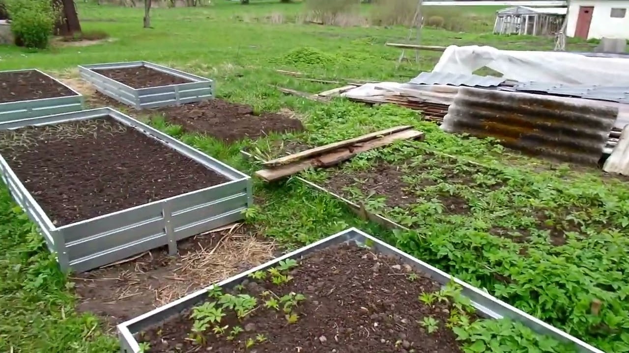 Vedrynai 3 dalis | Ranunculus update | Mini darzo turas | Quick garden tour