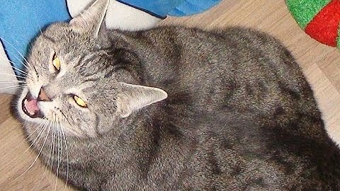 Fat Cat Gets Her Catnip Fix