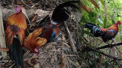 dib qaib qus 2023 tuaj zoo heev 9/2/2023