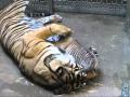 Tiger Cub Week 6 - Playing with Mom