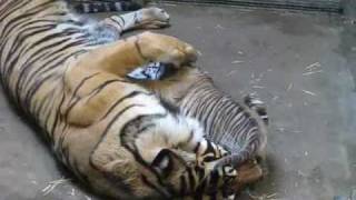 Tiger Cub Week 6 - Playing with Mom