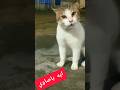 ايه يا صاوى ايه يا جمعة