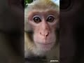 Monkey Accidentally Starts Vlogging 📱🐒 (Brainrot Meme)