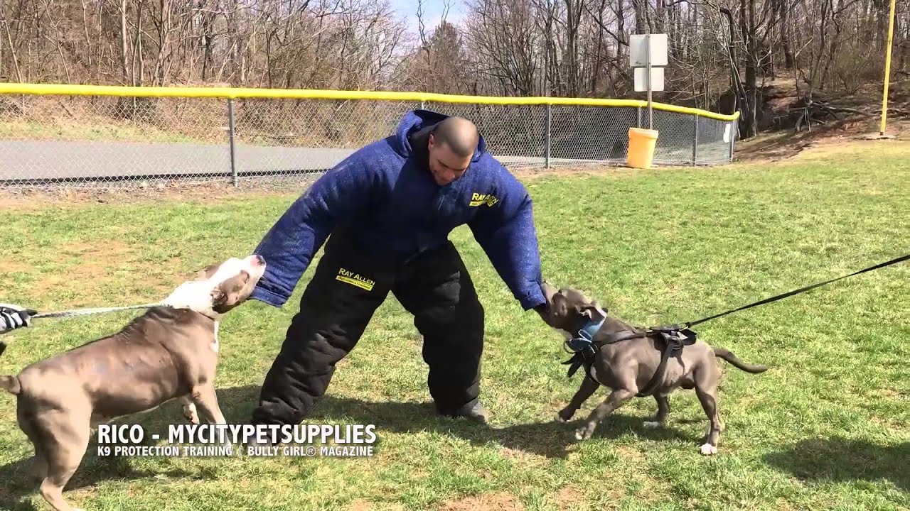 k9-protection-training-rico-gets-chewed-up-youtube