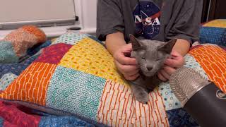 ASMR Cat Massage and Happy Cat Purring