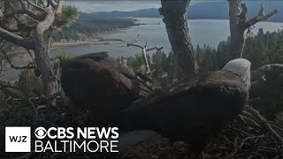 Bald eagles Jackie and Shadow welcome first eggs of the season Net Worth