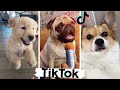 Funny Tik Tok Dogs I Found Just for You 🥰🤣