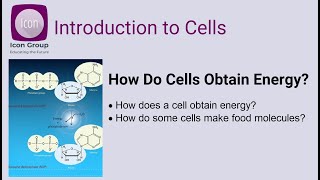 Sci-Lif-Mo2-L4: How Do Cells Obtain Energy?