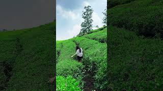#munnar #kerala #travel #shorts #travelshorts#happy#love #life