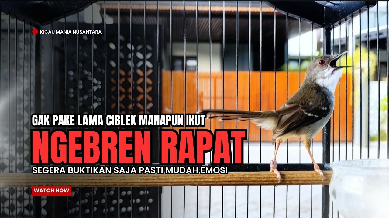 suara burung CIBLEK GACOR NGEBREN Pancingan Ciblek Semi bahan jadikan ciblek kristal gacor BREN