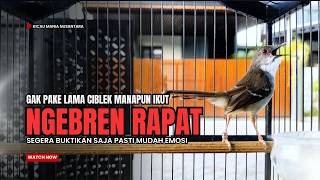 suara burung CIBLEK GACOR NGEBREN Pancingan Ciblek Semi bahan jadikan ciblek kristal gacor BREN