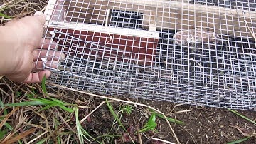 Bẫy lớn thì dính nhiều chuột đồng (Big mouse trap)