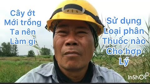 Thuốc chụp đầu và phân tưới gốc cho cây ớt mới trồng