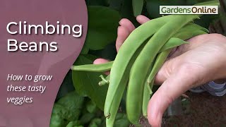 How to Grow Climbing Beans