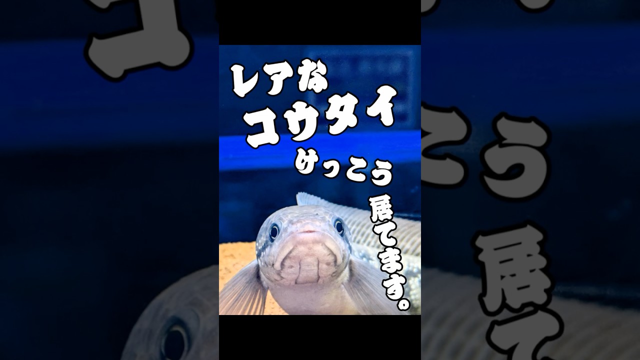 高級コウタイ | アクアリウム 熱帯魚
