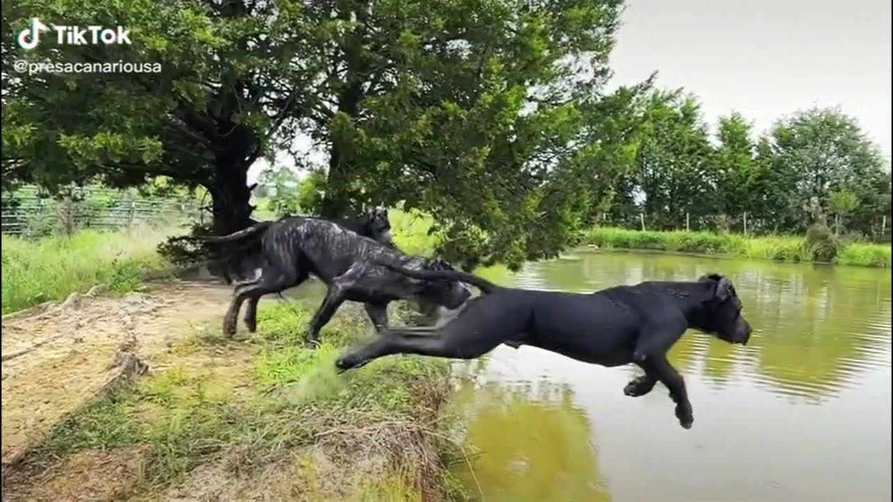Cane Corso Jumping Compilation YouTube