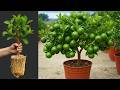 New Lemon Grafting Method​ : 100% Success Rate with Air Layering Technique