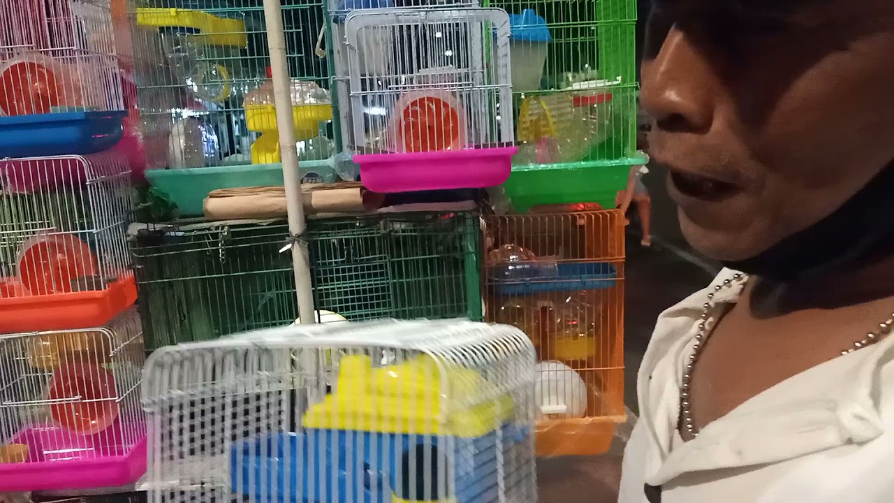 CEK!!!Harga Hamster di Jatinegara