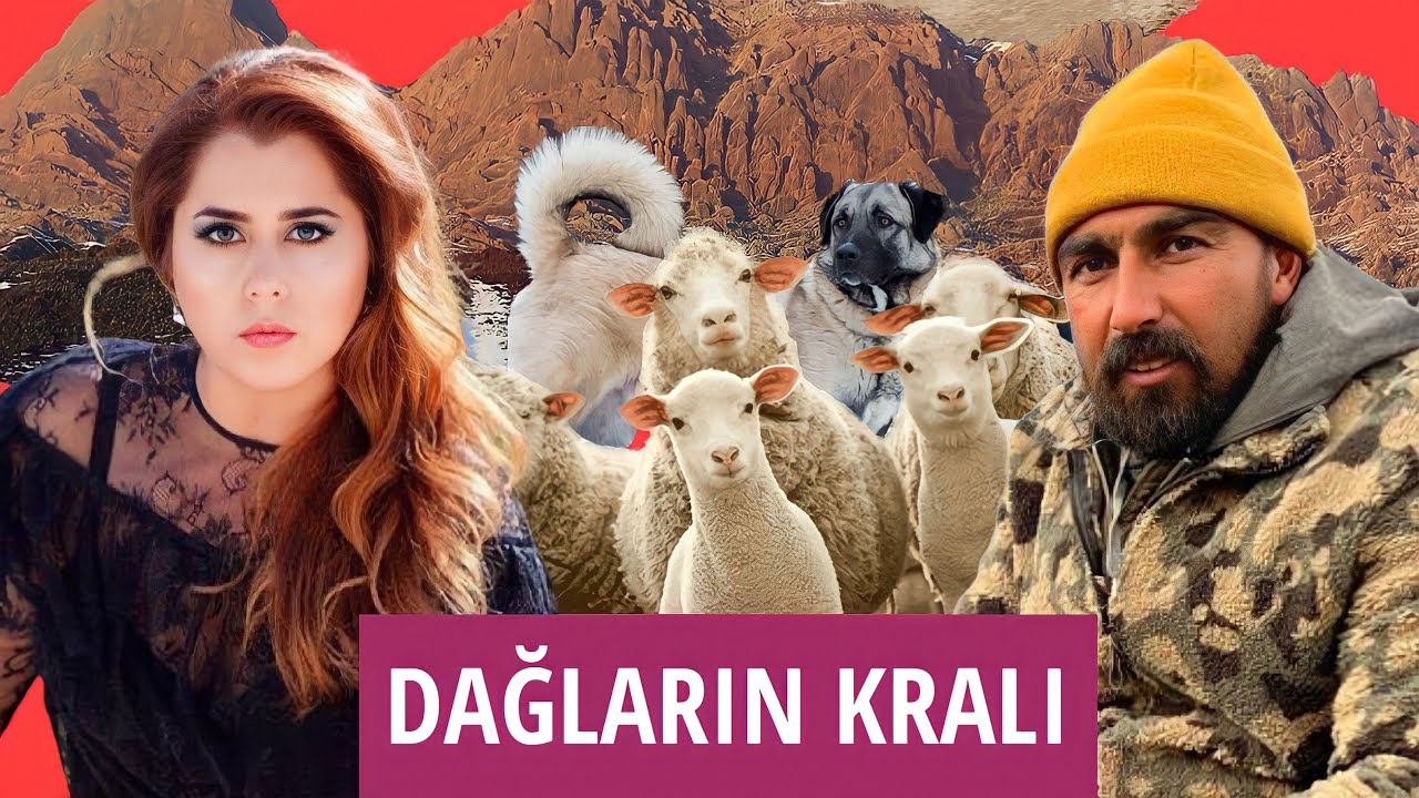 Dağlarda yüzlerce koyunla yaşıyor ve elektrik yok! (MOR KOYUN TV & ERDAL KARADAĞ İLE CANLI YAYIN)