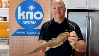 How To: Fillet and Skin a Flathead | PAUL BREHENY |  The Hook and The Cook