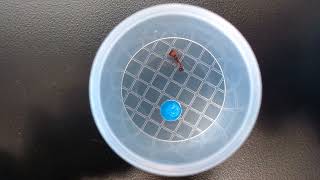 Johnson Temperature and Ant Behavior TCRSF 2022 - Full Length