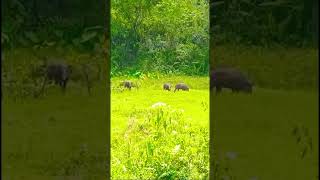 #dogs #huntingdog #viralvideo #babi #shorts #jabali #wildboar #wildlife